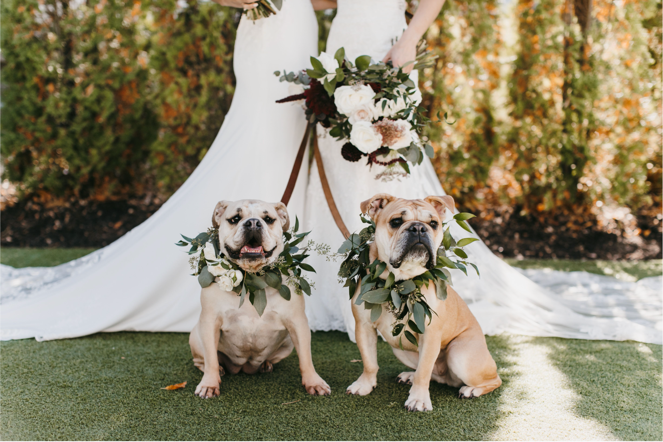 Hutton House, Lesbian Wedding, Gay Wedding, Bulldogs, Dogs at Wedding, Pets at Wedding, Mutt of Honor, Two Brides