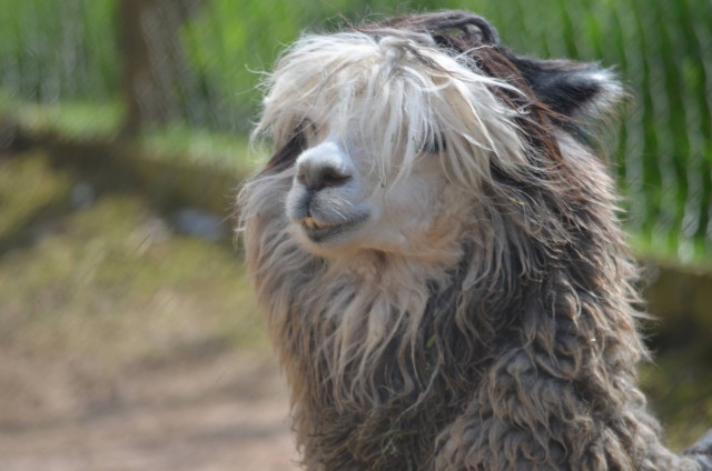 laama, funny laama, hairy laama, cute laama