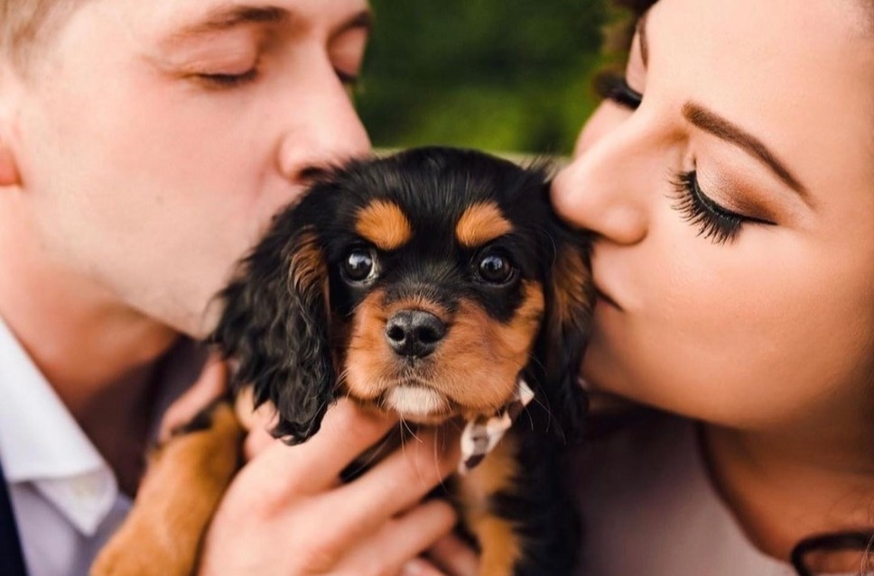 kissing couple, wedding couple, wedding couple with dog, couple kissing dog, spaniel, wedding dog