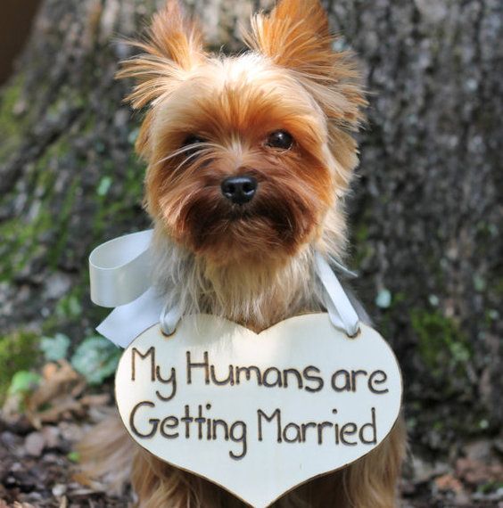 engagement photo idea, puppy engagement photo, dog engagement photo, pet engagement photo, cute dog, wooden plaque, dog announcement, wedding announcement, pet wedding announcement, cute pet