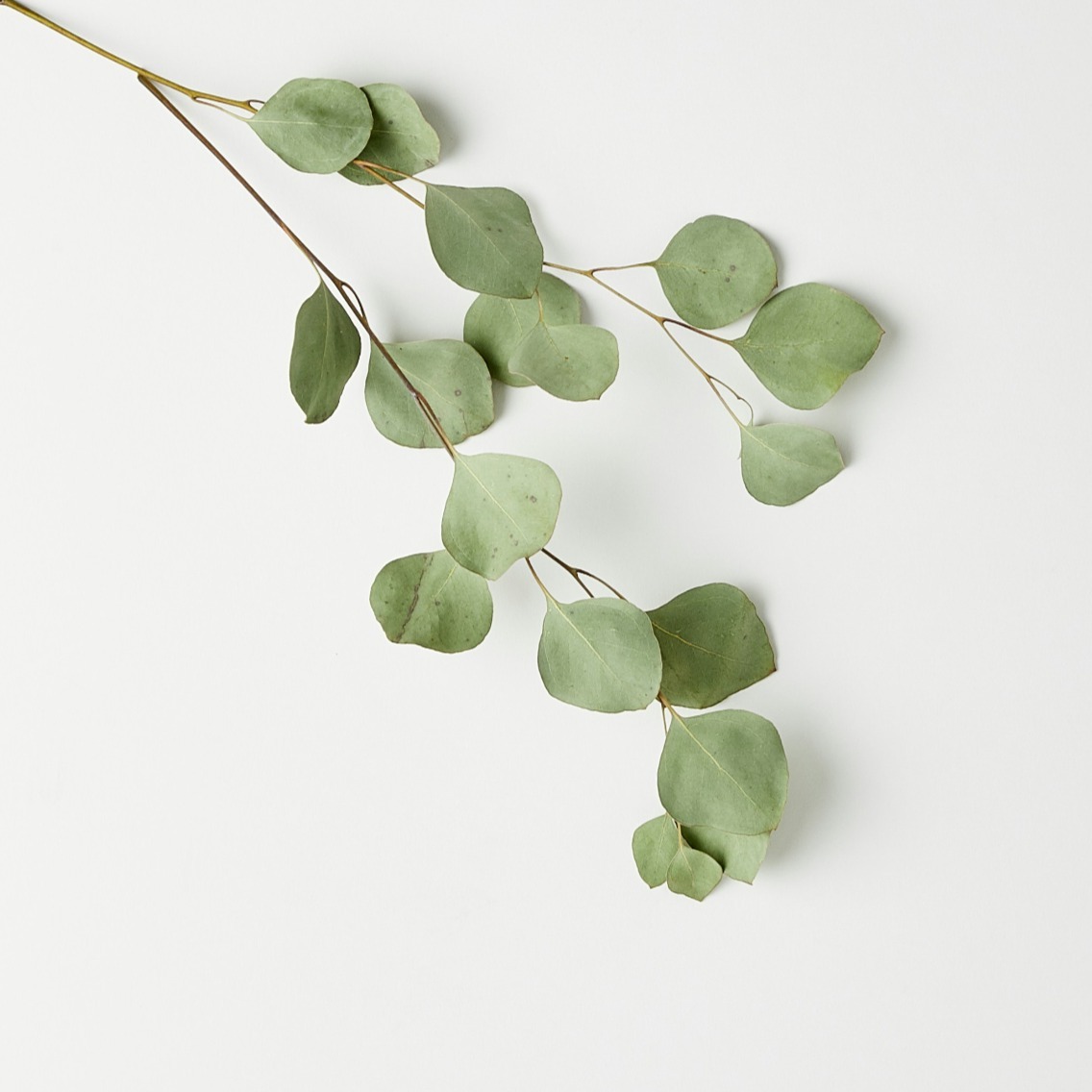 Eucalyptus vine